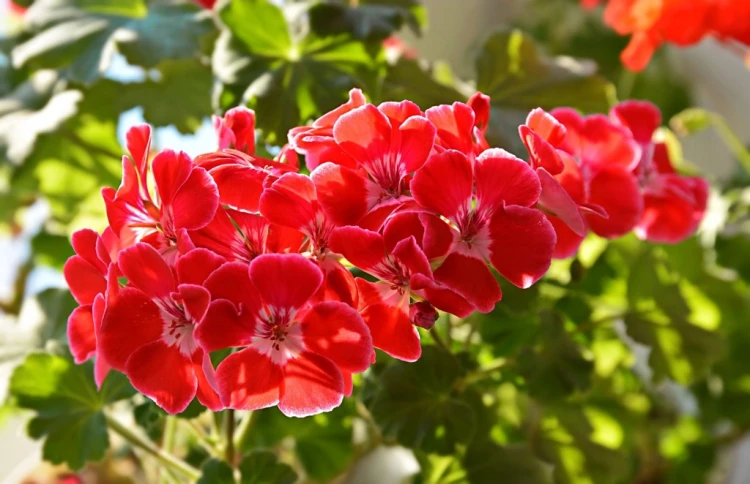 Nawóz do Pelargonii Krystaliczny 200g ZIEMOVIT