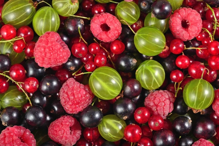 Nawóz do malin, porzeczek, agrestu, winogron Organiczny 1kg ZIEMOVIT