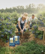 Nawóz do Borówek Organiczny 1kg ZIEMOVIT