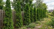 Nawóz do iglaków przeciw brązowieniu igieł 1kg ZIEMOVIT