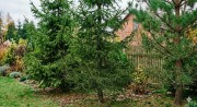Nawóz do iglaków przeciw brązowieniu igieł 1kg ZIEMOVIT