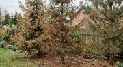 Nawóz do iglaków przeciw brązowieniu igieł 1kg ZIEMOVIT